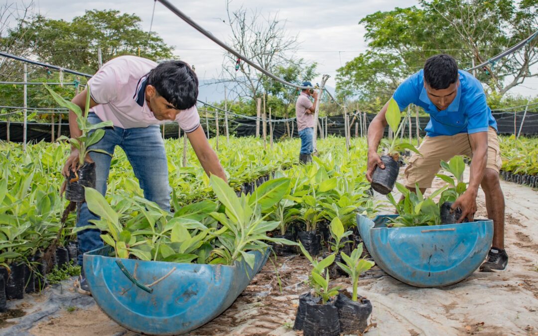 Apoyo a la producción agrícola