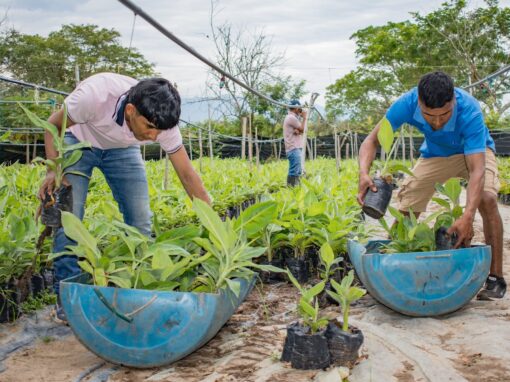 Apoyo a la producción agrícola