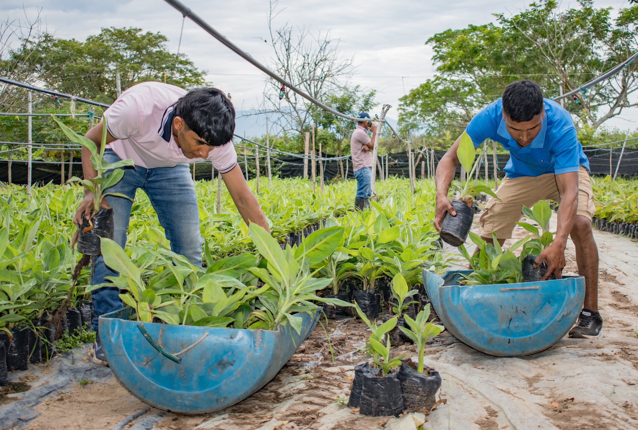 Apoyo a la producción agrícola