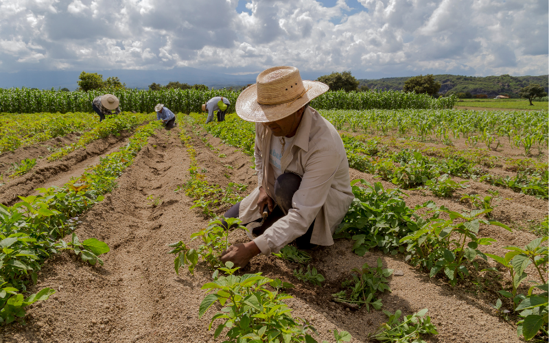 EMPLEO RURAL EN EL HUILA
